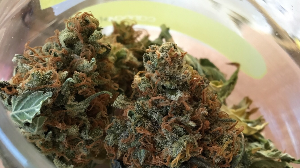 Cannabis flower chosen for an infusion.