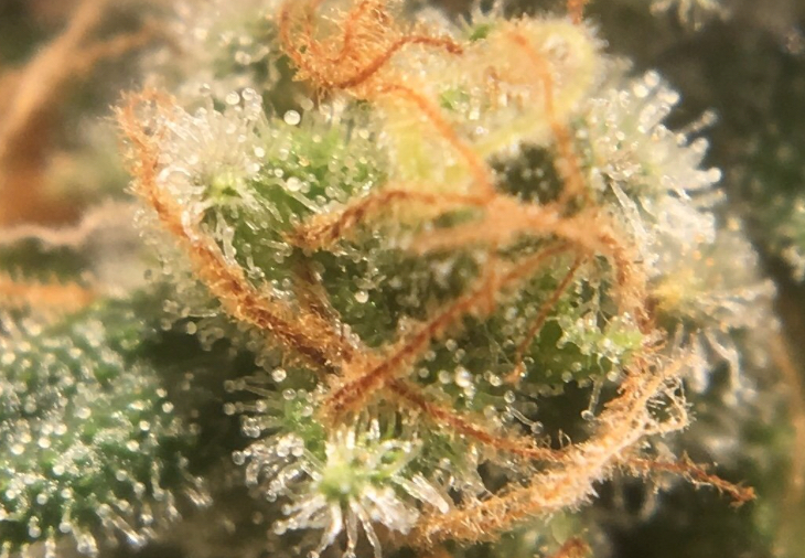 Close-up of cannabis bud.