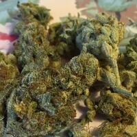 SweetSue’s Practical Guide to Safe & Easy Cannabis Infusions, Pt. 1
