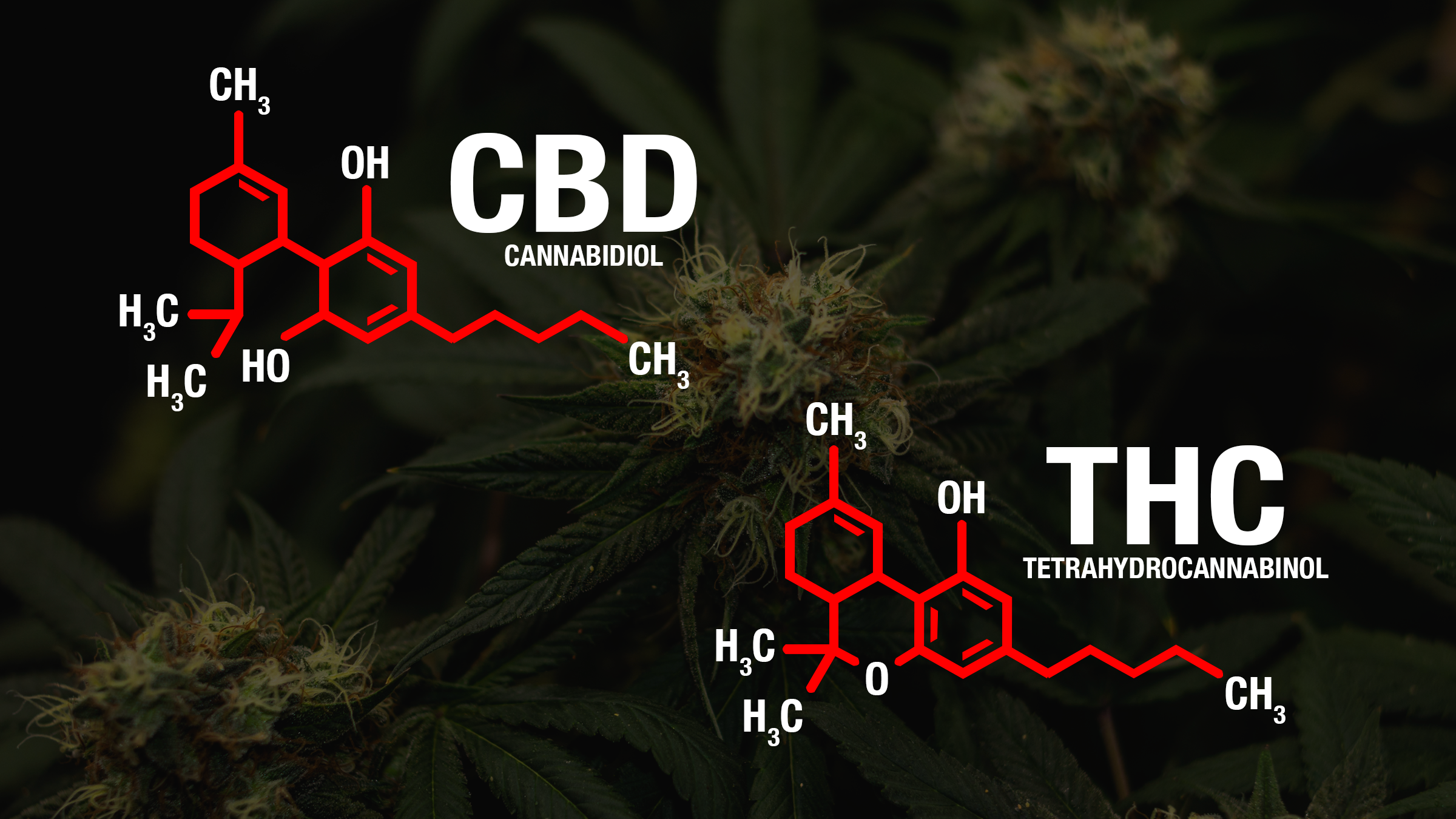 Read more about the article THC and CBD: Making Smart, Practical Choices