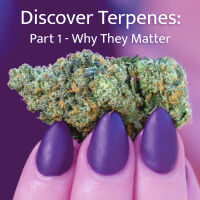 Discover Terpenes: Part 1 – Why They Matter