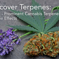 Discover Terpenes: Part 2 – Prominent Cannabis Terpenes & Their Effects