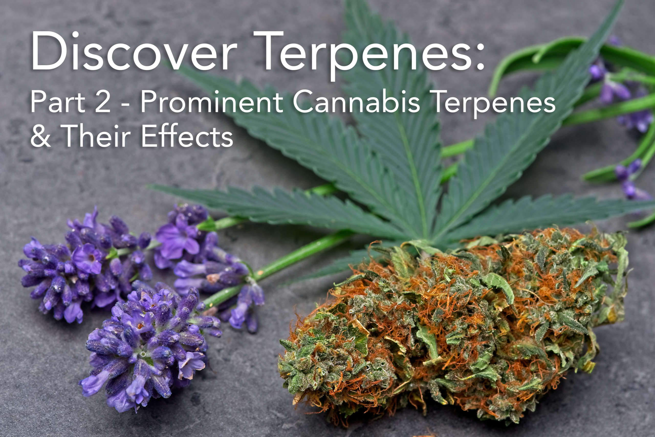 Read more about the article Discover Terpenes: Part 2 – Prominent Cannabis Terpenes & Their Effects
