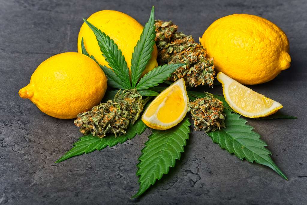 A limonene heavy cannabis strain alongside some lemons.