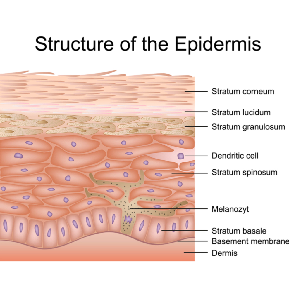 The various layers of the skin.