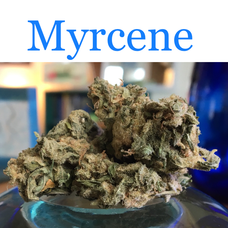ACDC is a strain that's high in the cannabis terpene myrcene.
