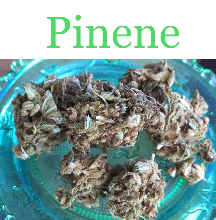 Blue Dream is high in the cannabis terpene pinene.