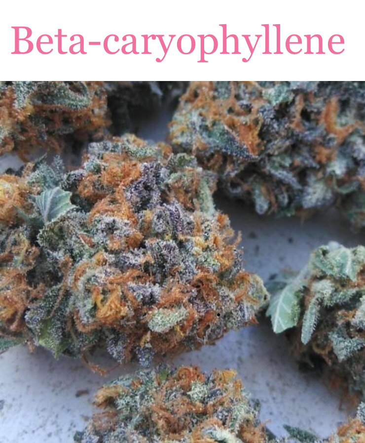 Beta-caryophyllene is a predominant cannabis terpene in Royal Cookies.