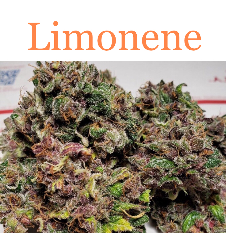Limonene is a predominant cannabis terpene in Tangerine Dream.
