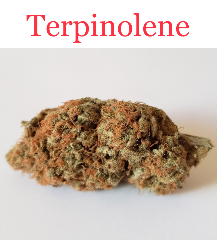 This Super Lemon Haze is rich in terpinolene.