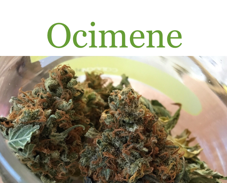 Ocimene is one of the many cannabis terpenes in Carnival.
