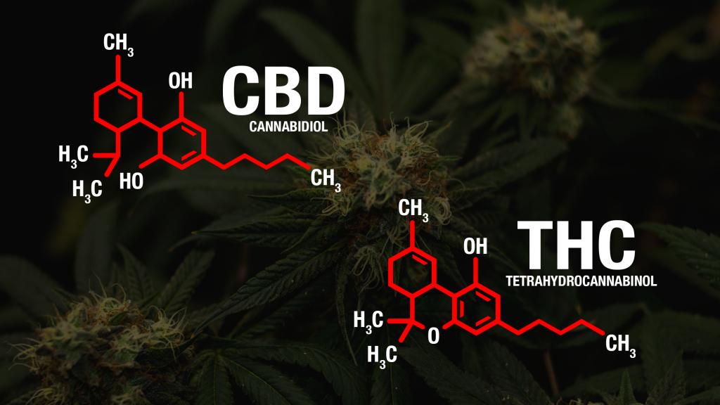 THC and CBD molecular structures.