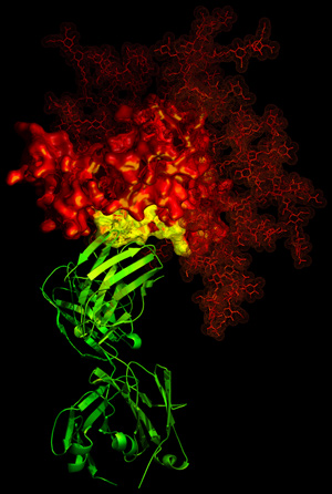 Ligand-receptor binding. HIV-1 gp120 glycoprotein ligand (red); CD4-glycoprotein receptor (yellow); b12 antibody-protein ligand (green).