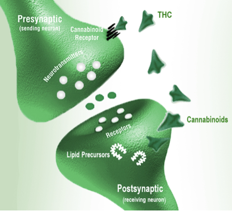 Your endocannabinoid system in action.