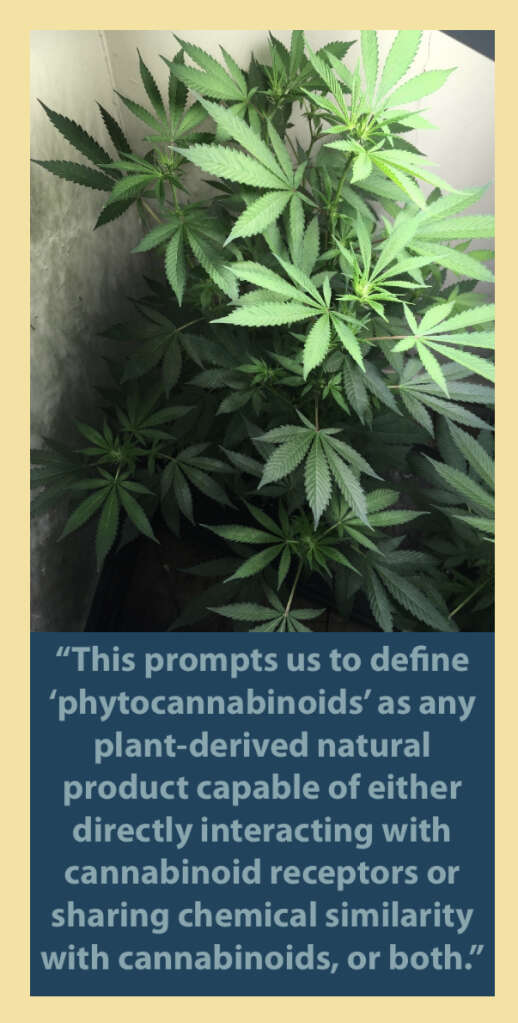 Phytocannabinoids are produced by plants.