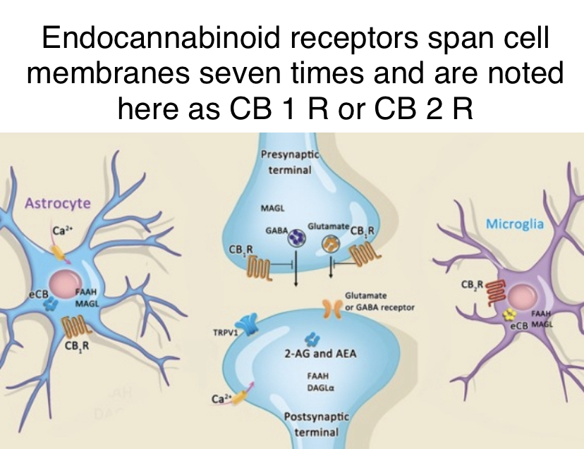A look at endocannabinoid receptors.