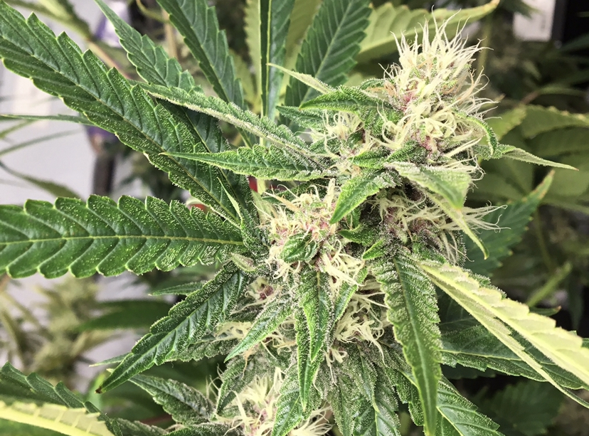 A budding cannabis plant.