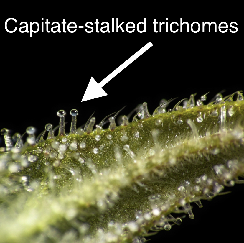 Capitate-stalked trichomes are the major chemical factories of the cannabis plant, busily producing the largest percentage of the essential oils we grow cannabis for.