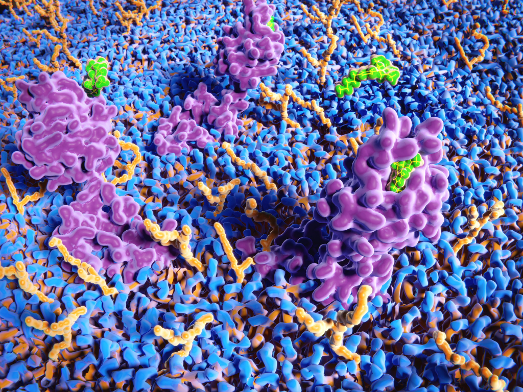 THC molecules activating endocannabinoid receptors.