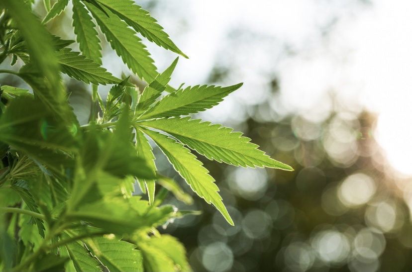 Cannabis basking in the sun.