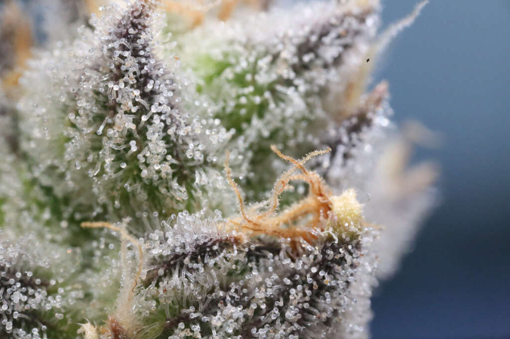 A close-up of some trichomes on cannabis buds.