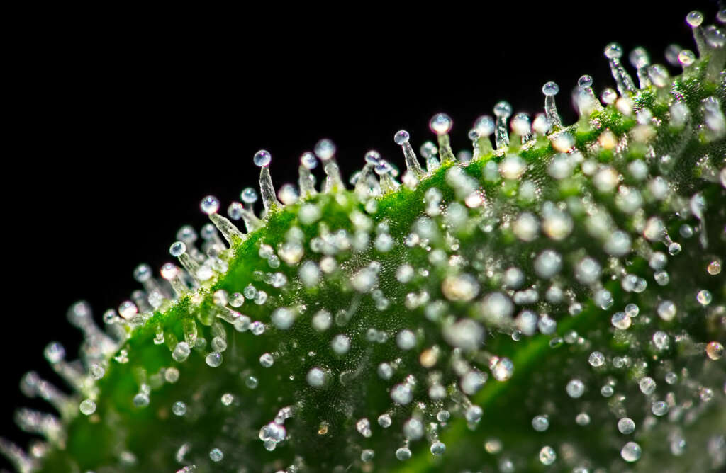 A magnified look at some trichomes.