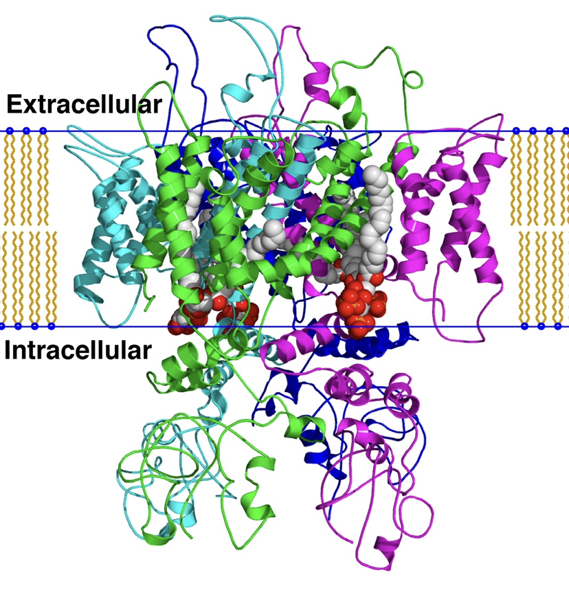 A visualization of extracellular & intracellular activity.