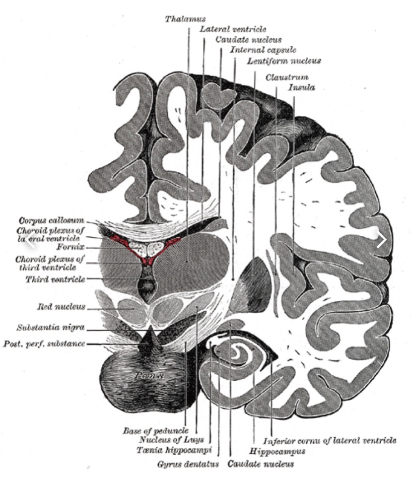 An illustrated view of the brain.