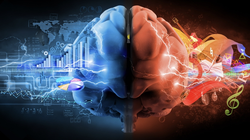 The two halves of the brain respond to differing stimuli.