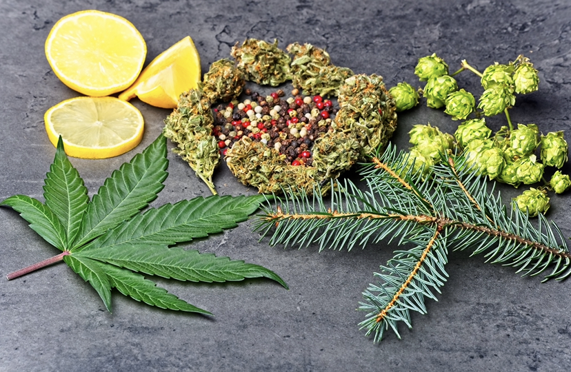 Terpenes are responsible for the varying scents & tastes of cannabis strains.