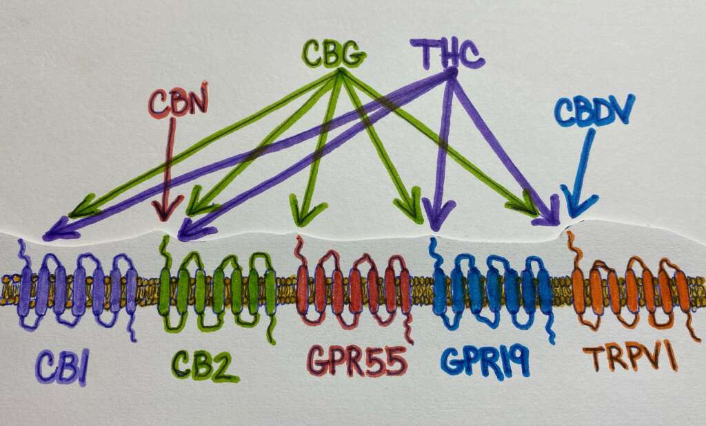 A look at which receptors varying cannabinoids attach to.