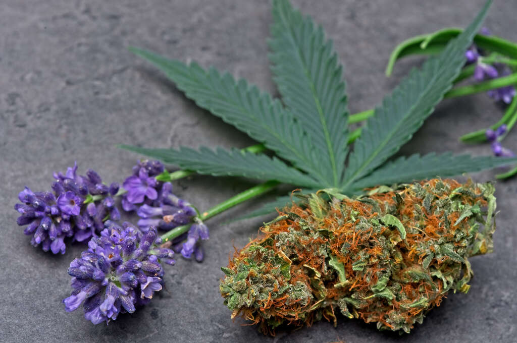 Much like flowers, cannabis gets its aroma from terpenes.