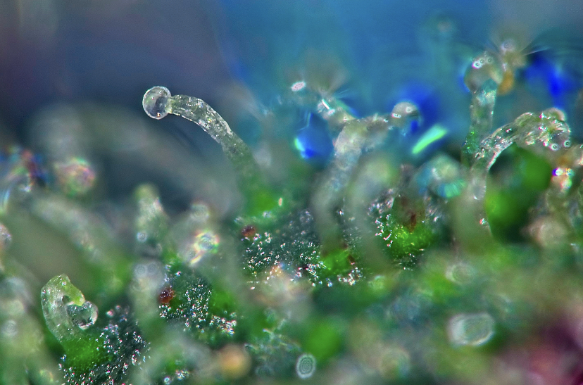 A magnified look at trichomes.