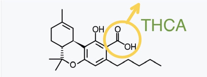 A look at the cannabinoid acid THCA.