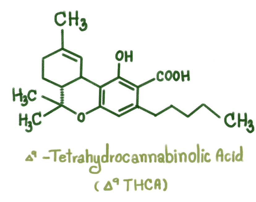 THCA, an acid cannabinoid.