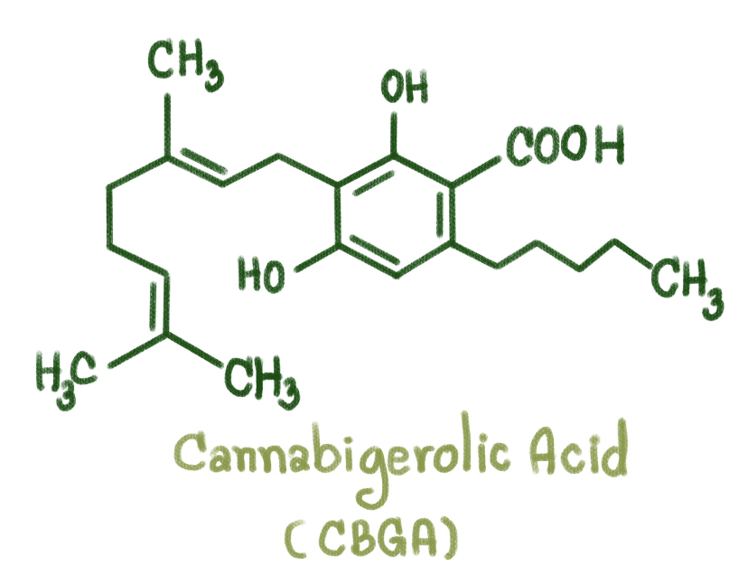 The structure of CBGA, a cannabinoid acid.