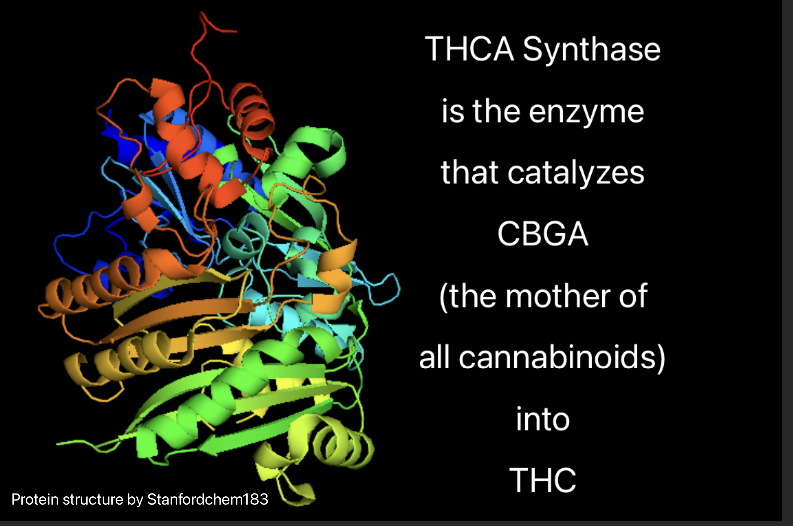 THCA synthase is the enzyme that catalyzes CBGA into THC.