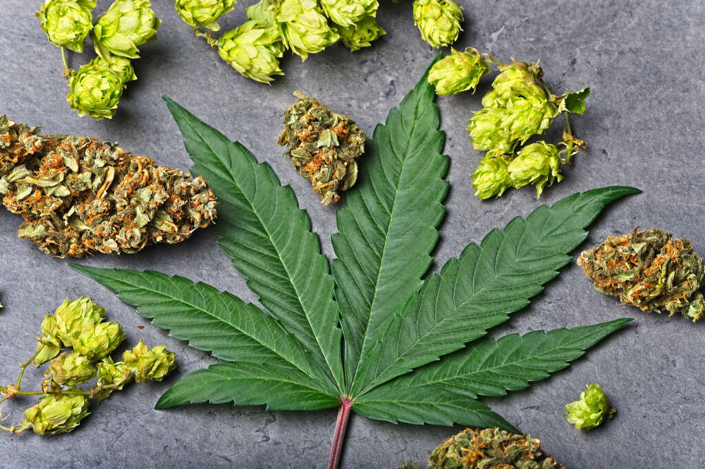 A cannabis leaf, some flower & hops.