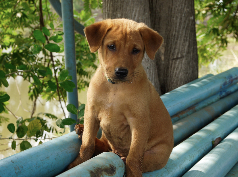 Playing with pets can be a great way to get some relief from feeling too high.