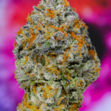 Oz Kush